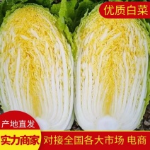 白菜黄心白菜湖北白菜一手货源可支持视频看货