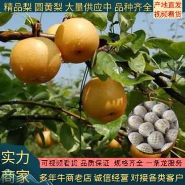 圆黄梨，套袋果，露天果，成熟上市，6两起步，脆甜无渣