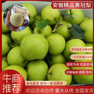 安徽砀山皇冠梨，套袋白梨，6两起步，脆甜无渣，