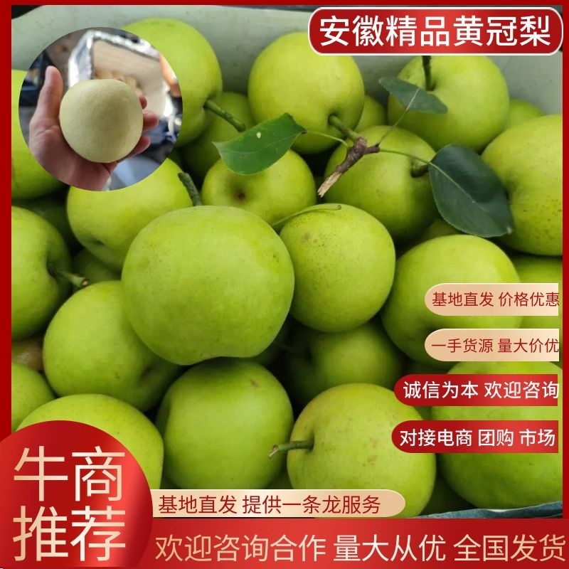 安徽砀山皇冠梨，套袋白梨，6两起步，脆甜无渣，