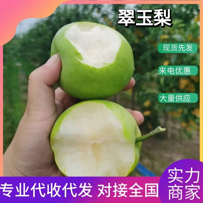 翠玉梨，6两起步，脆甜无渣，产地直发，质量保证