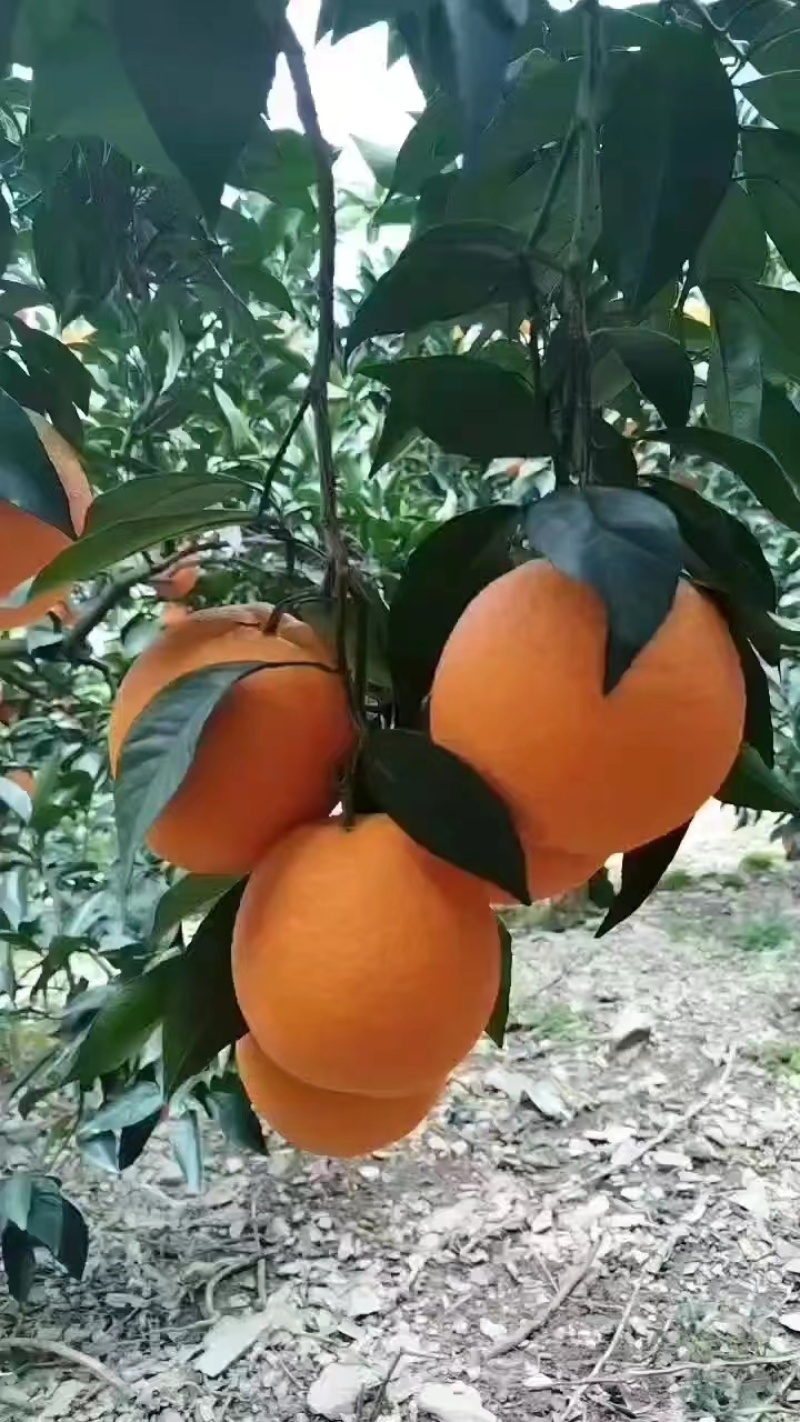 长红脐橙长虹脐橙果园直发视频看货实地考察规格齐全支持代发