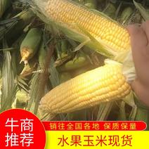 【推荐】河北邯郸水果玉米大量有货产地直发保质保量欢迎咨询