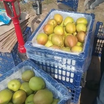 山西临猗水果香梨红香酥梨，对接超市，社区团购，批发市场