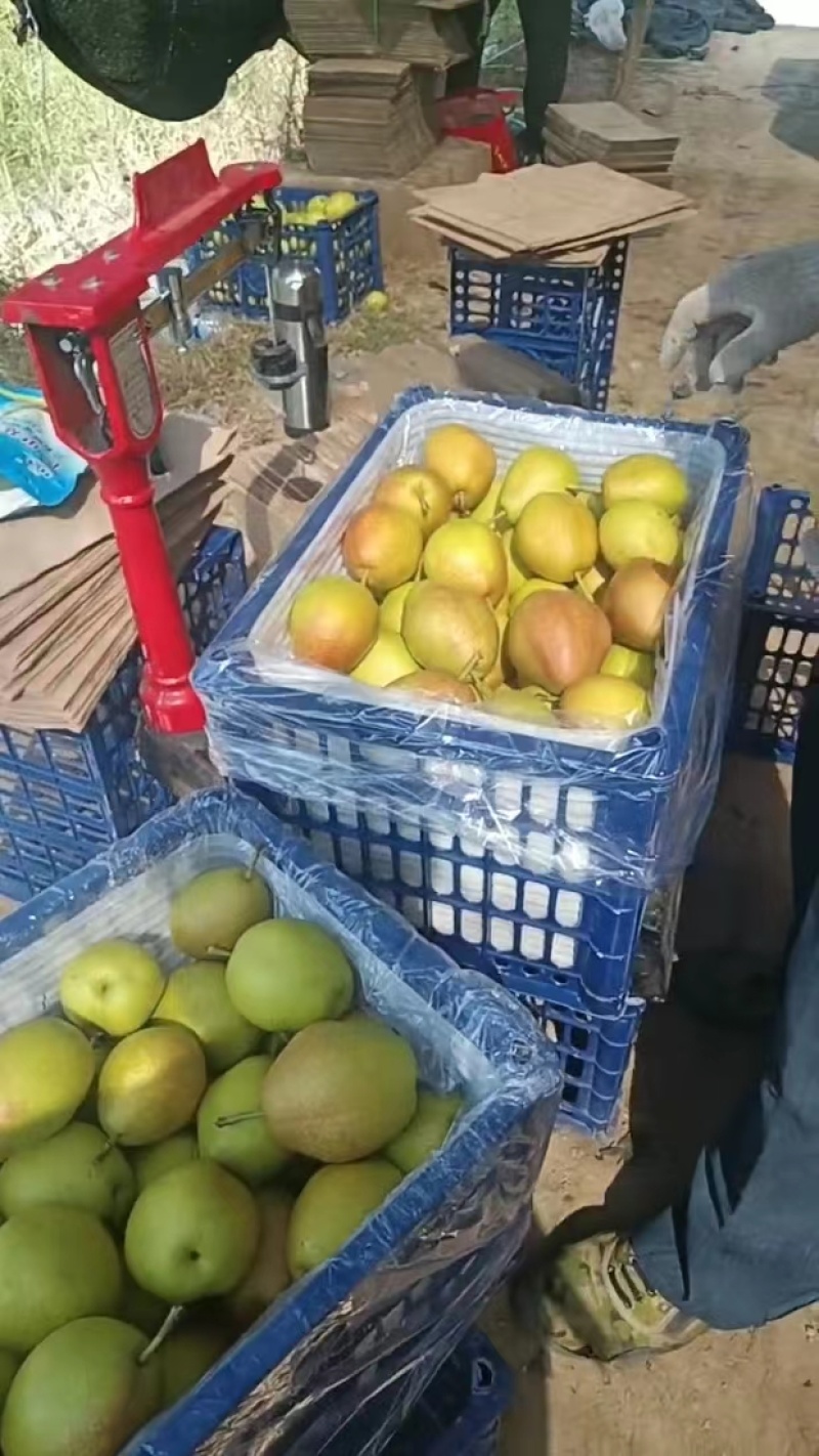 山西临猗水果香梨红香酥梨，对接超市，社区团购，批发市场