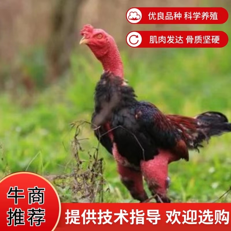 斗鸡越南鬼子鸡种母斗鸡公，斗鸡苗批发