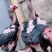 斗鸡越南鬼子鸡种母斗鸡公，斗鸡苗批发