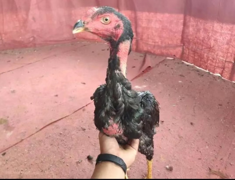 斗鸡越南鬼子鸡种母斗鸡公，斗鸡苗批发