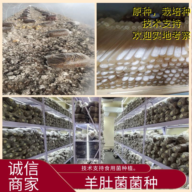 羊肚菌母种原种栽培种欢迎咨询技术支持食用菌种植