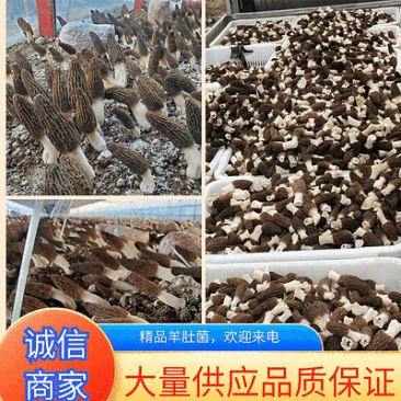 羊肚菌干货鲜货批发零售电商平台货源菌煲汤质量保障