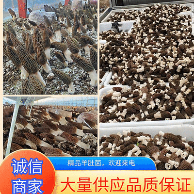 羊肚菌干货鲜货批发零售电商平台货源菌煲汤质量保障