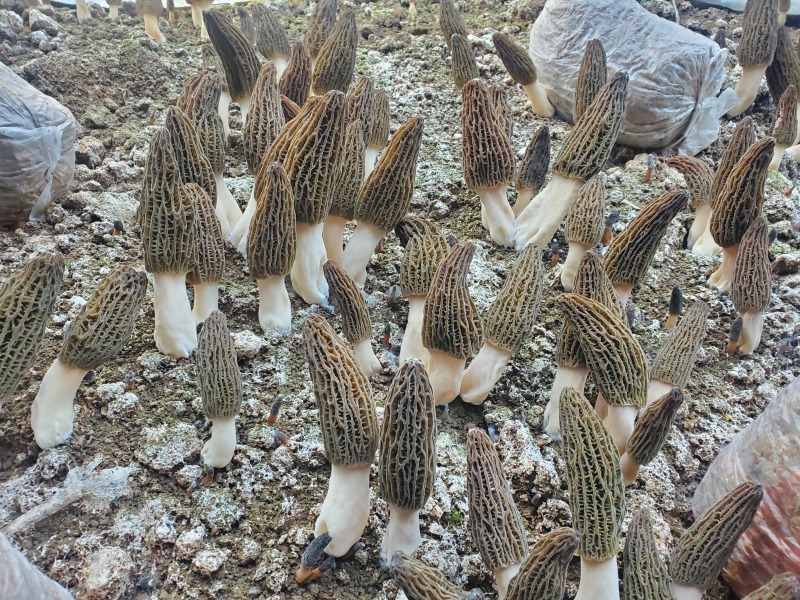 羊肚菌干货鲜货批发零售电商平台货源菌煲汤质量保障