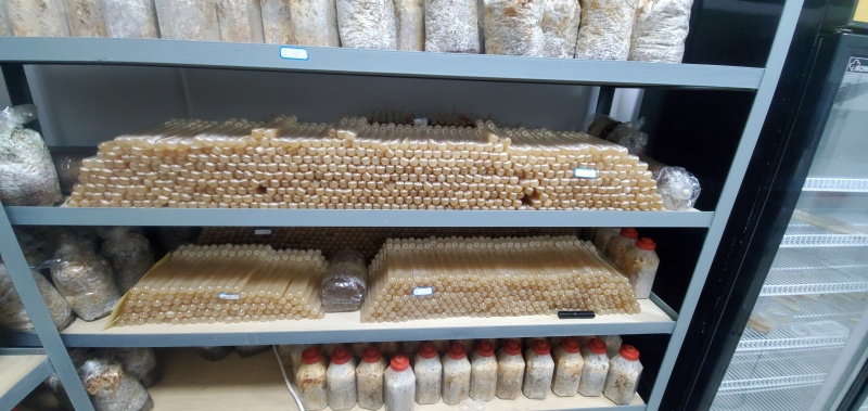 羊肚菌干货鲜货批发零售电商平台货源菌煲汤质量保障