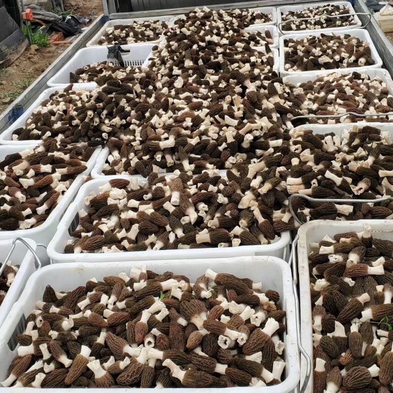 羊肚菌干货鲜货批发零售电商平台货源菌煲汤质量保障