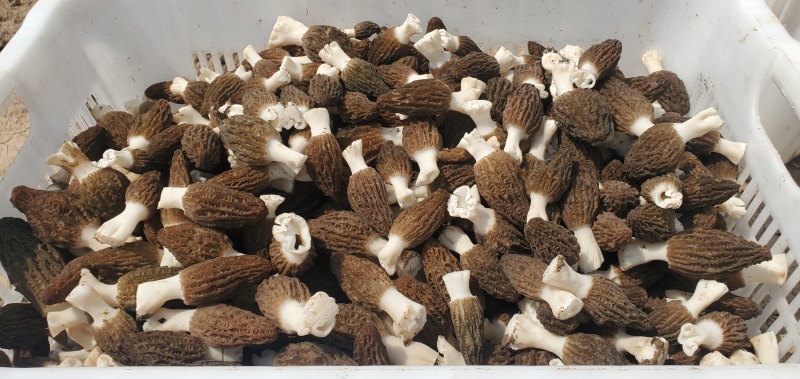 羊肚菌干货鲜货批发零售电商平台货源菌煲汤质量保障