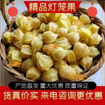 【精品】大安产区黄菇娘果，灯笼果，大量上市，欢迎咨询合作