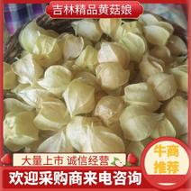 大安黄菇娘果，灯笼果，产地直销保质保量全国发货
