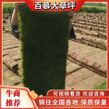 湖北增彩草坪基地常年出售精品百慕大，马尼拉，欢迎定购。