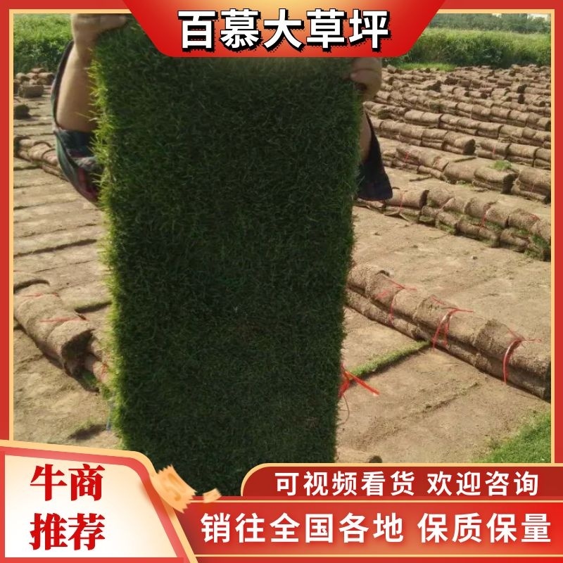 湖北增彩草坪基地常年出售精品百慕大，马尼拉，欢迎定购。