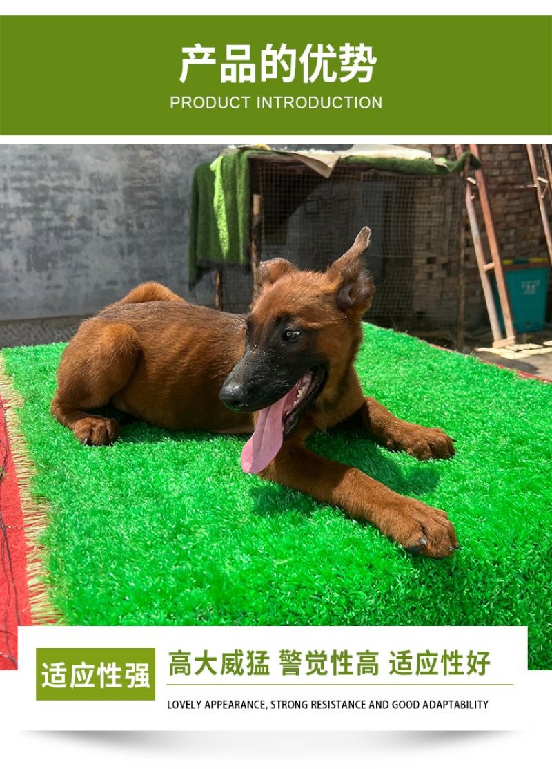 马犬精品马犬幼犬爆红马犬纯种马犬公母都有疫苗齐全