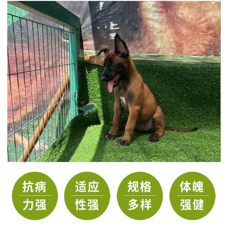 马犬精品马犬幼犬爆红马犬纯种马犬公母都有疫苗齐全