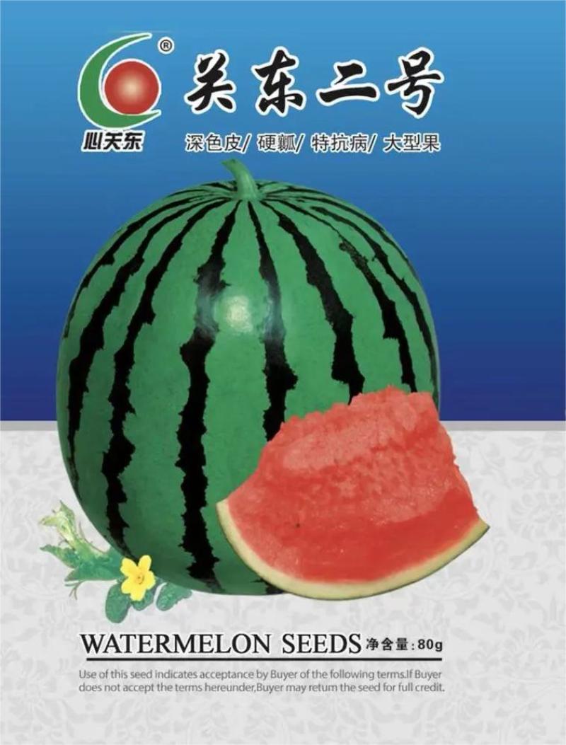 关东二号大地雷，硬瓤深色皮，特抗病，大果型，耐运输