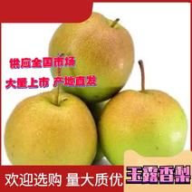 【精品】玉露香梨质量保证全国代发一件发货