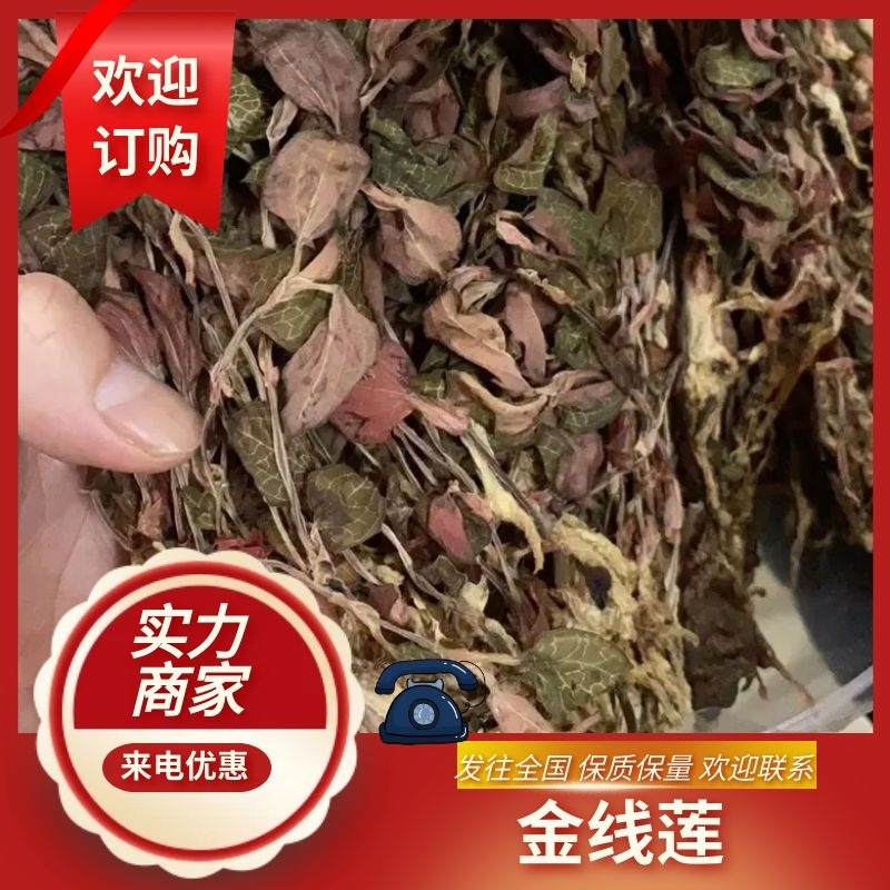 【金线莲】金线莲干度颜色好无碎林下种植一手货源质量保证