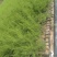 芦笋苗河北基地供货根系发达成活率高品种优质电联