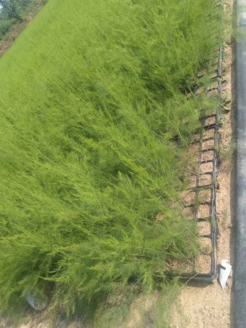 芦笋苗河北基地供货根系发达成活率高品种优质电联