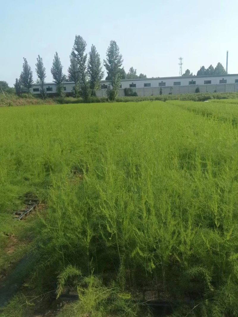 芦笋苗河北基地供货根系发达成活率高品种优质电联
