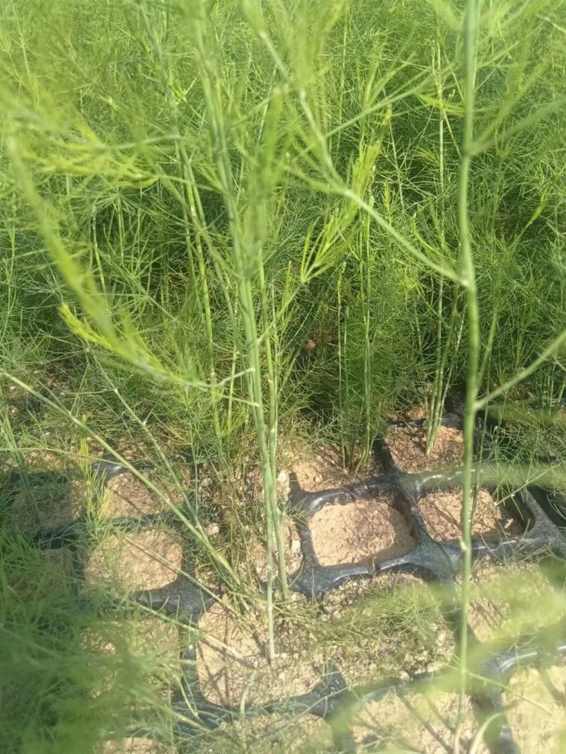 芦笋苗河北基地供货根系发达成活率高品种优质电联