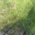 芦笋苗河北基地供货根系发达成活率高品种优质电联采购
