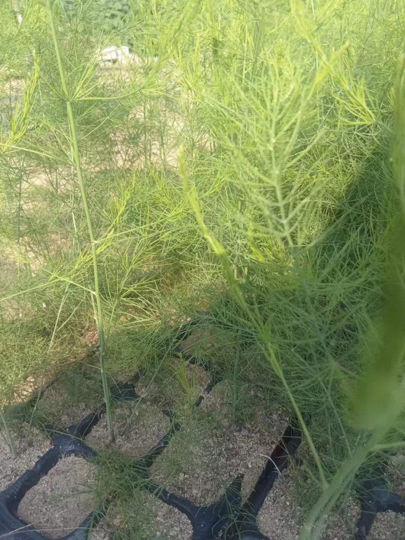 芦笋苗河北基地供货根系发达成活率高品种优质电联采购