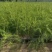 芦笋苗河北基地供货根系发达成活率高品种优质电联采购