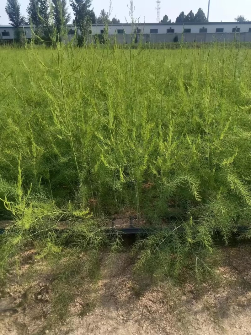 芦笋苗河北基地供货根系发达成活率高品种优质电联采购