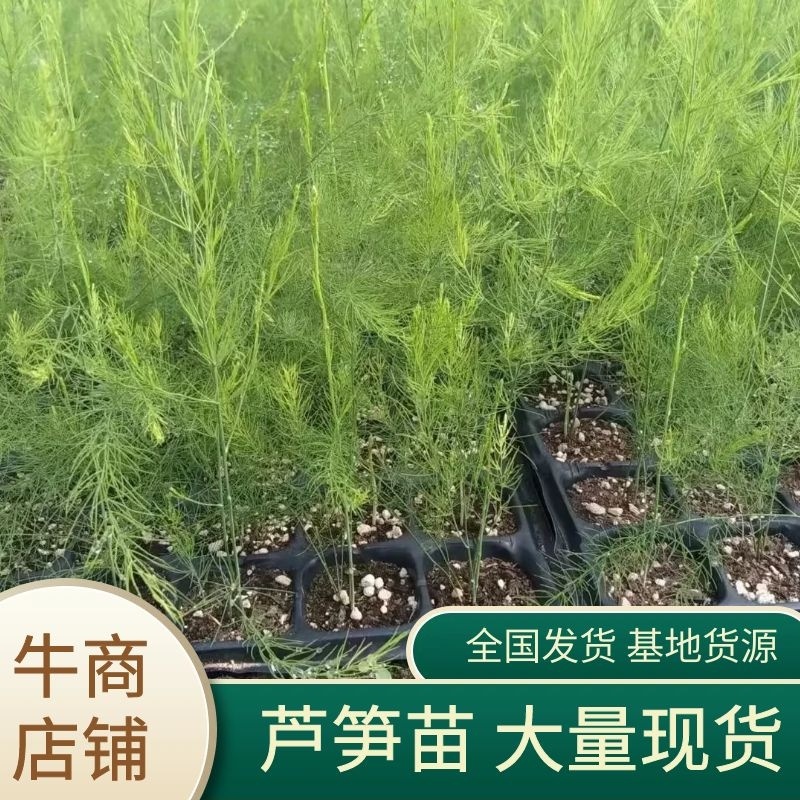 芦笋苗河北基地供货根系发达成活率高品种优质电联