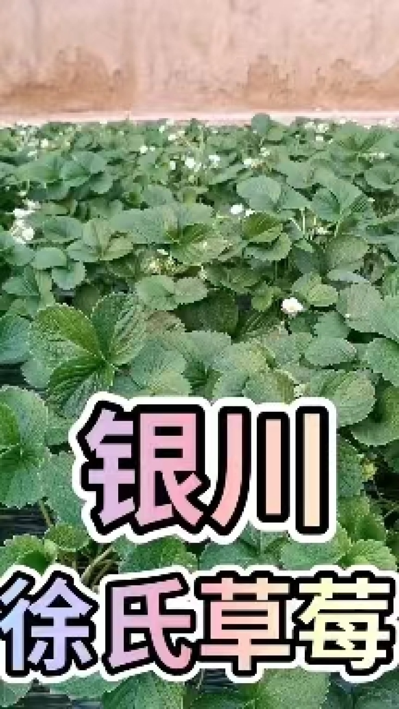 精品脱毒甜查理草莓苗产量高硬度大支持视频实地看货