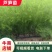 芦笋苗河北基地供货根系发达成活率高品种优质电联采购