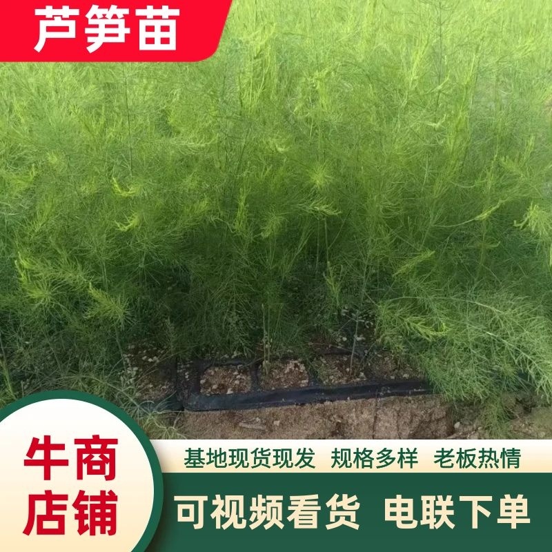 芦笋苗河北基地供货根系发达成活率高品种优质电联采购