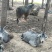 济宁纯种青山羊品质好纯种养殖基地一手货源