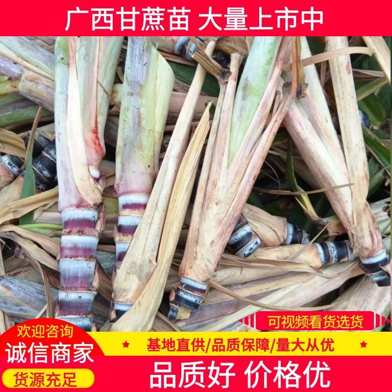 甘蔗种苗：黑皮甘蔗苗：黑皮果蔗苗：大灰种甘蔗苗