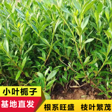 小叶栀子，湖南小叶栀子，海栀子，山栀子，地苗，袋苗