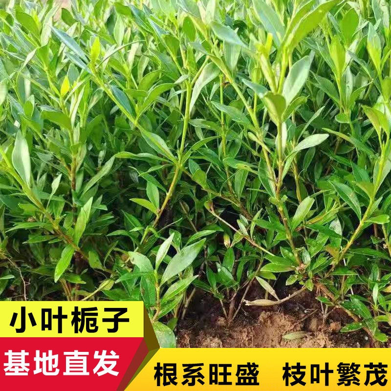 小叶栀子，湖南小叶栀子，海栀子，山栀子，地苗，袋苗