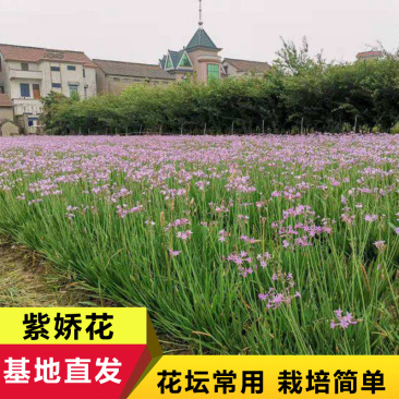 紫娇花供应洋韭道路两旁园林绿化花卉植物苗木基地批发