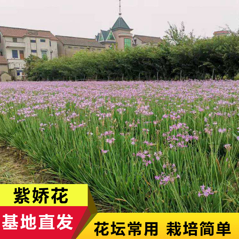 紫娇花供应洋韭道路两旁园林绿化花卉植物苗木基地批发