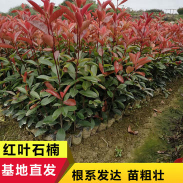 红叶石楠,地苗,袋苗,球型苗,高杆红叶石楠