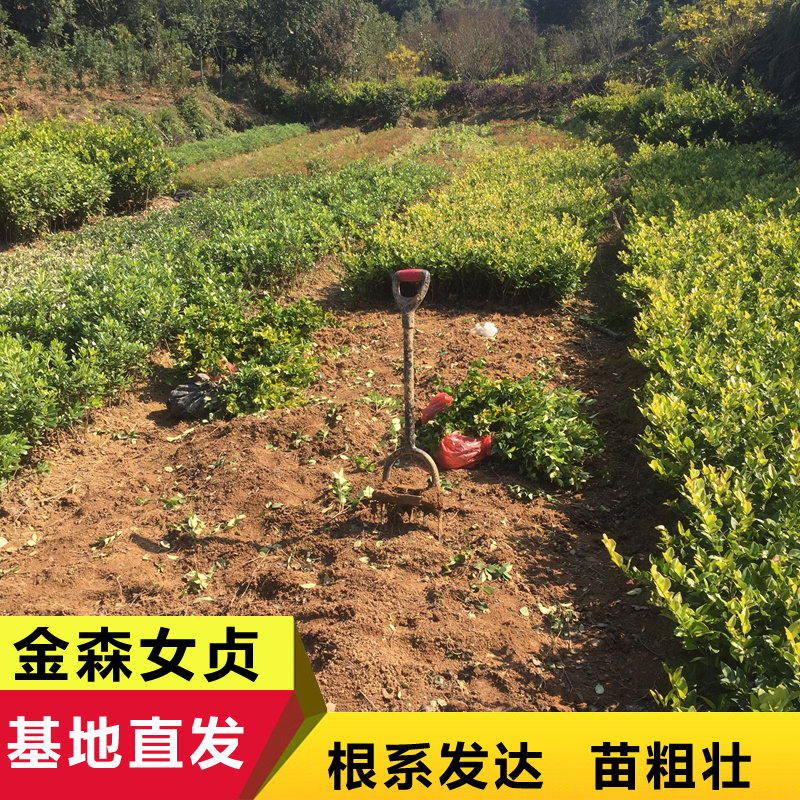 金森女贞小苗女贞球道路园林绿化工程彩叶苗木杯苗