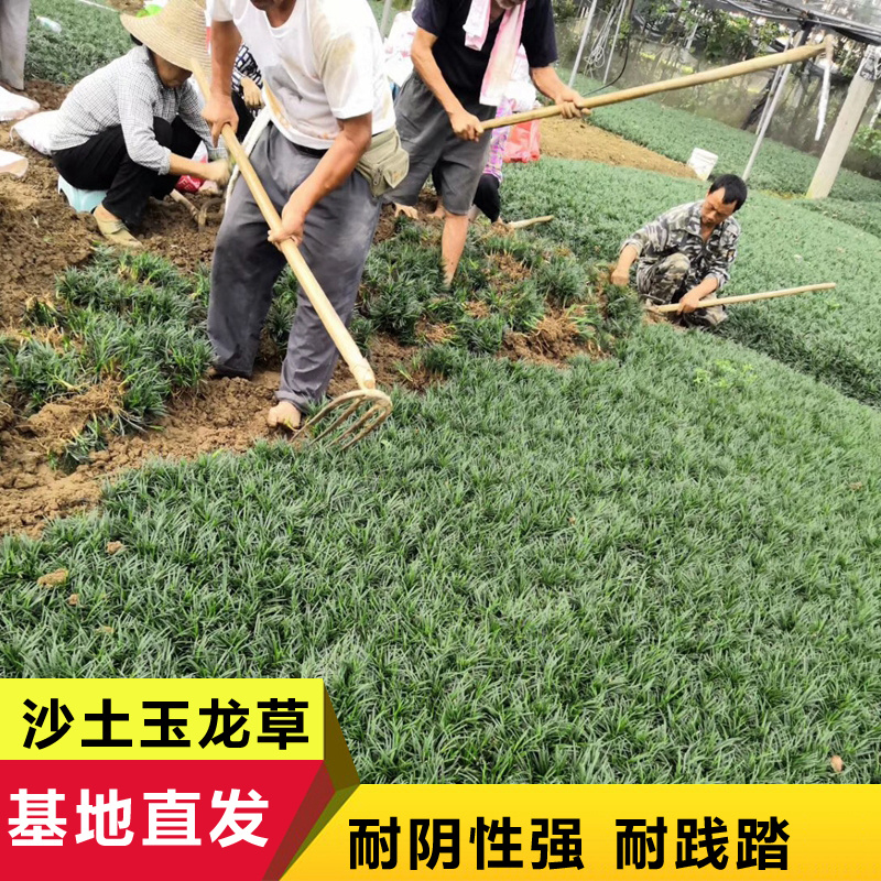 麦冬草细叶麦冬阔叶麦冬金边麦冬庭院绿化小径沿阶草