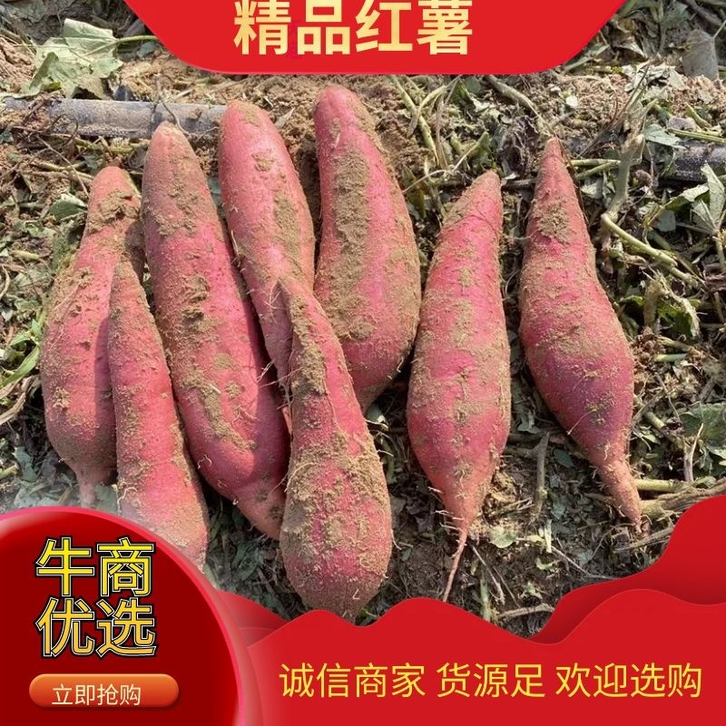 精品沙地蜜薯红薯产地直发一手货源，代发全国欢迎咨询